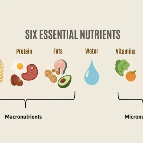 makro mikro nutrients